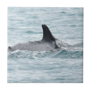 HUMPBACK WHALE WHITSUBDAY'S QUEENSLAND AUSTRALIA TEGELTJE