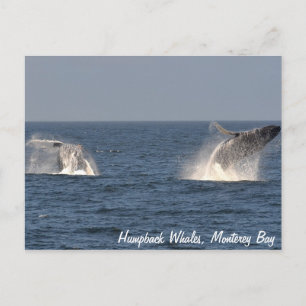 Humpback Whales Baching Briefkaart