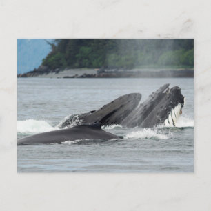 Humpback Whales Briefkaart