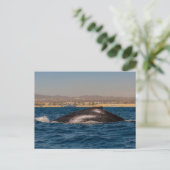 Humpback Whales in Mexico Briefkaart (Staand voorkant)