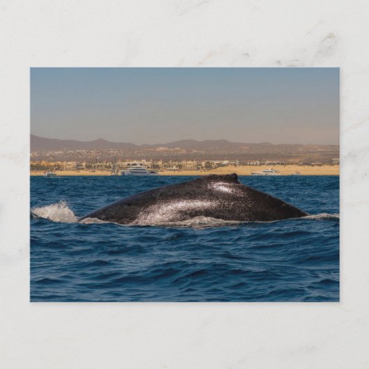Humpback Whales in Mexico Briefkaart (Voorkant)