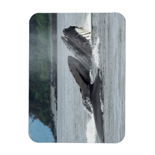 Humpback Whales Magneet (Verticaal)