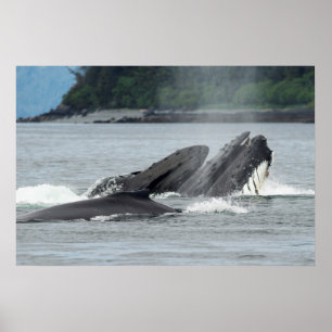 Humpback Whales Poster