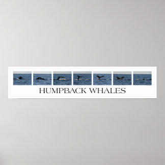 Humpback Whales Poster