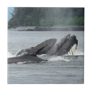 Humpback Whales Tegeltje