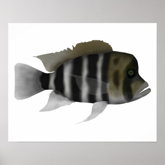 Humphead Cichlid Poster (Voorkant)