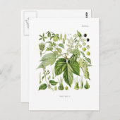 Humulus lupulus (Hop) Briefkaart (Voorkant / Achterkant)