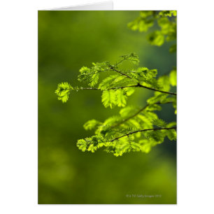 Hunan Province, China, Azië