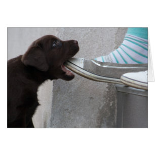 Hungry Brown Labrador Puppy