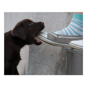 Hungry Brown Labrador Puppy Perfect Poster