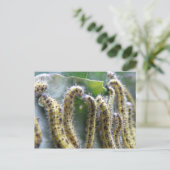Hungry Cabbage White Caterpillar Briefkaart (Staand voorkant)