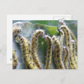 Hungry Cabbage White Caterpillar Briefkaart (Voorkant / Achterkant)