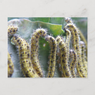 Hungry Cabbage White Caterpillar Briefkaart
