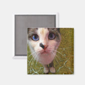 Hungry Cat Fridge Magnet Magneet (Voorkant / Achterkant)