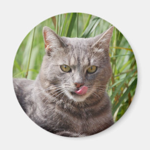 Hungry Cat Magnet Magneet
