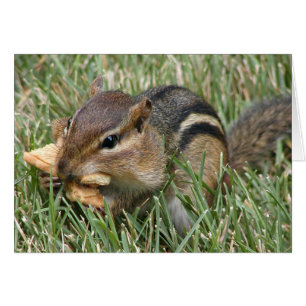 Hungry Chipmunk