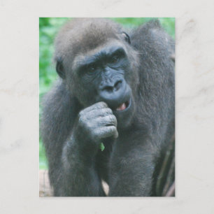 Hungry Gorilla Briefkaart