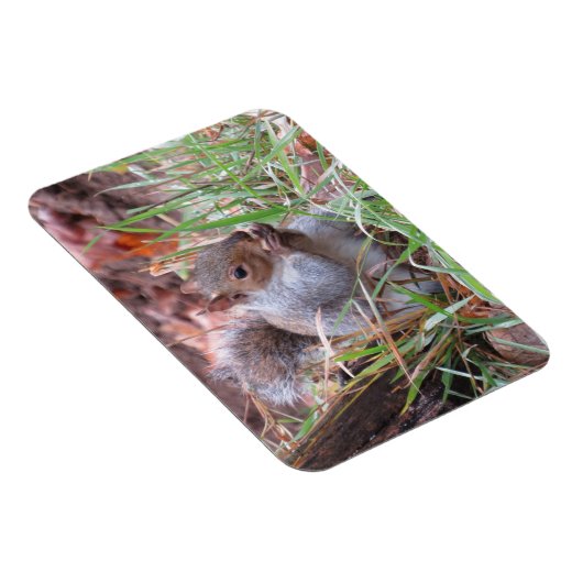 Hungry Grey Squirrel Magnet Magneet (Rechterzijde)