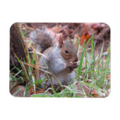 Hungry Grey Squirrel Magnet Magneet (Horizontaal)