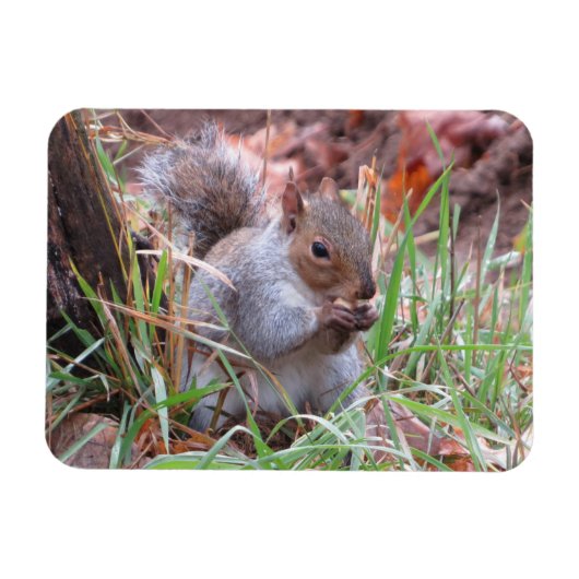 Hungry Grey Squirrel Magnet Magneet (Horizontaal)
