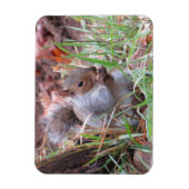 Hungry Grey Squirrel Magnet Magneet (Verticaal)