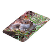 Hungry Grey Squirrel Magnet Magneet (Linkerzijde)
