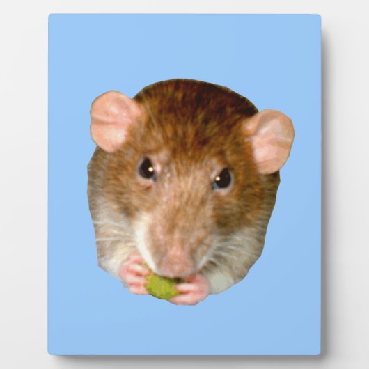 Hungry Rat Plaque Fotoplaat (Voorkant)