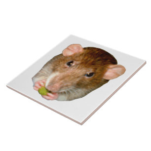 Hungry Rat Tile Tegeltje