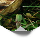 Hungry Tortoise - "Om nom nom nom" Poster (Hoek)