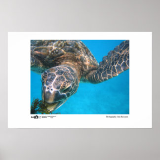 Hungry Turtle - Foto van de winnaar van de jaarsca Poster