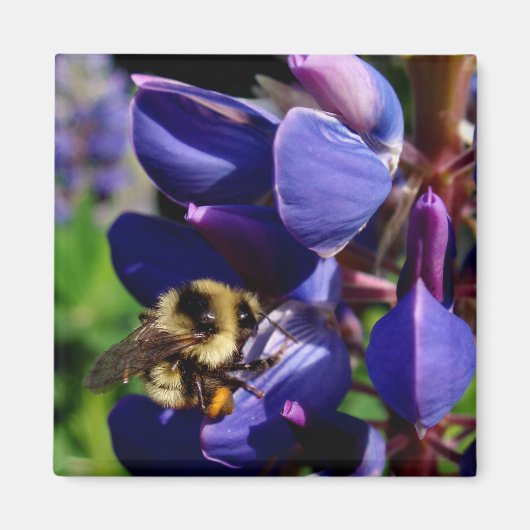 Hunny Bee Magneet (Voorkant)