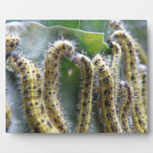 Hunry Cabbage White Caterpilars Plaque Fotoplaat