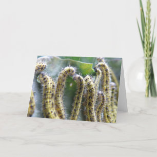 Hunry Cabbage White Caterpilars Wenskaart Kaart
