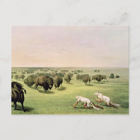 Hunting Buffalo Camouflaged Briefkaart (Voorkant)
