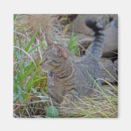 Hunting Cat Magneet (Voorkant)