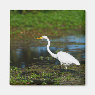 Hunting Egret Magneet
