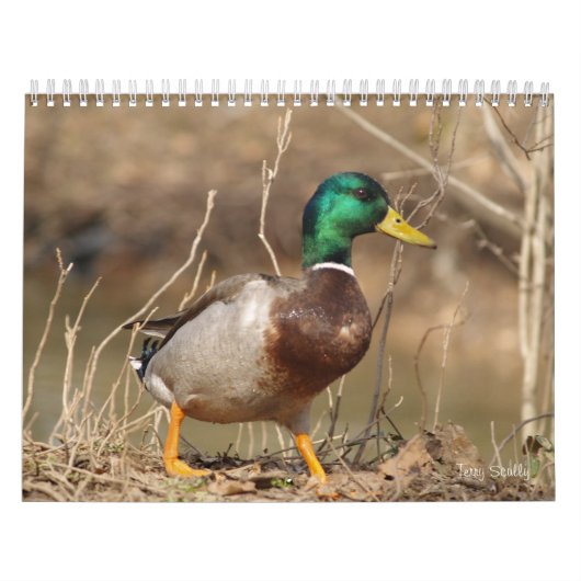 Hunting Mallard Ducks Calendar Kalender (Hoes)