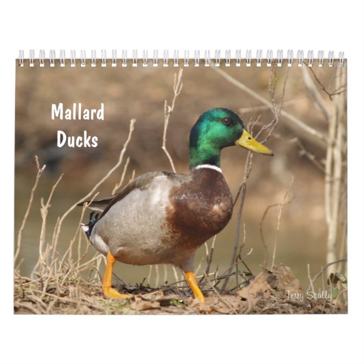 Hunting Mallard Ducks Calendar Kalender (Hoes)