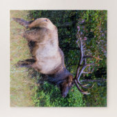 Hunting Season - Bull Elk - 20x20 inch Legpuzzel (Horizontaal)