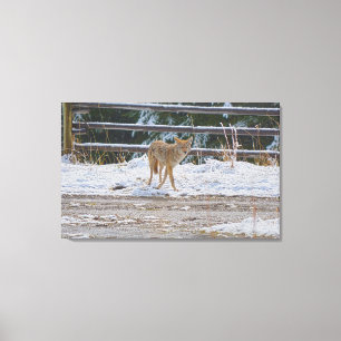 Hunting Vrouw Coyote and Snow Wildlife Foto 5 Canvas Afdruk