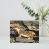 Hunting Weasel Briefkaart (Staand voorkant)