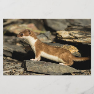 Hunting Weasel Briefpapier