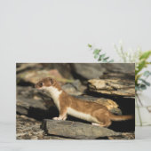 Hunting Weasel Briefpapier (Staand voorkant)