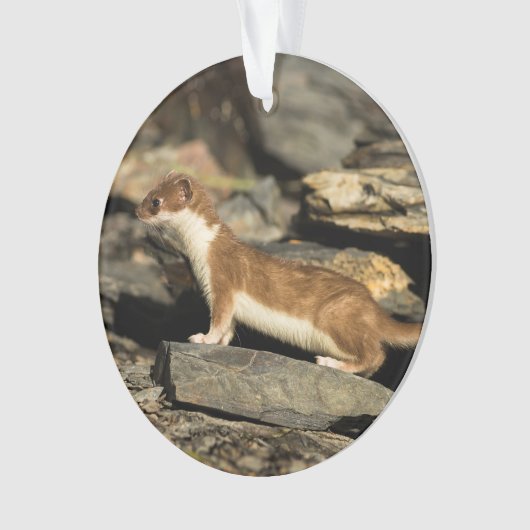 Hunting Weasel Ornament (voorkant)