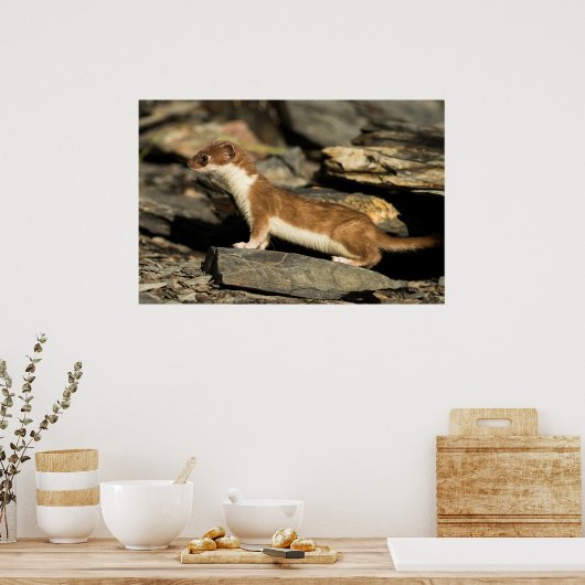 Hunting Weasel Poster (Keuken)