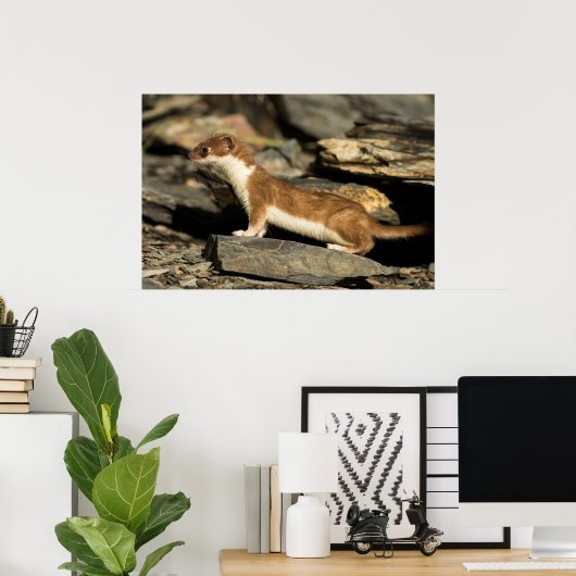 Hunting Weasel Poster (Thuiskantoor)