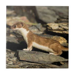Hunting Weasel Tegeltje