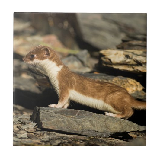 Hunting Weasel Tegeltje (Voorkant)