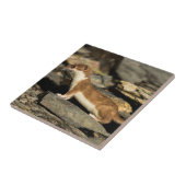 Hunting Weasel Tegeltje (Zijkant)