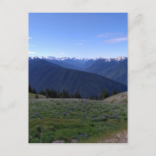 Hurricane Ridge - Carte postale du parc national o